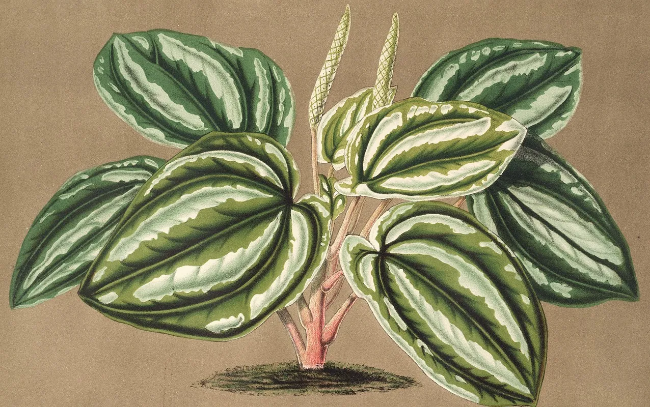 Peperomia Verschaffeltii Wall Art by Charles Antoine Lemaire - High-Resolution Digital Print