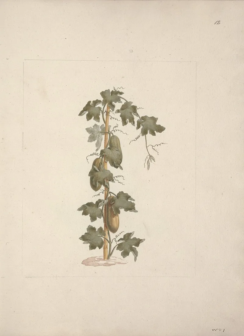 Peponium Vogelii Engl