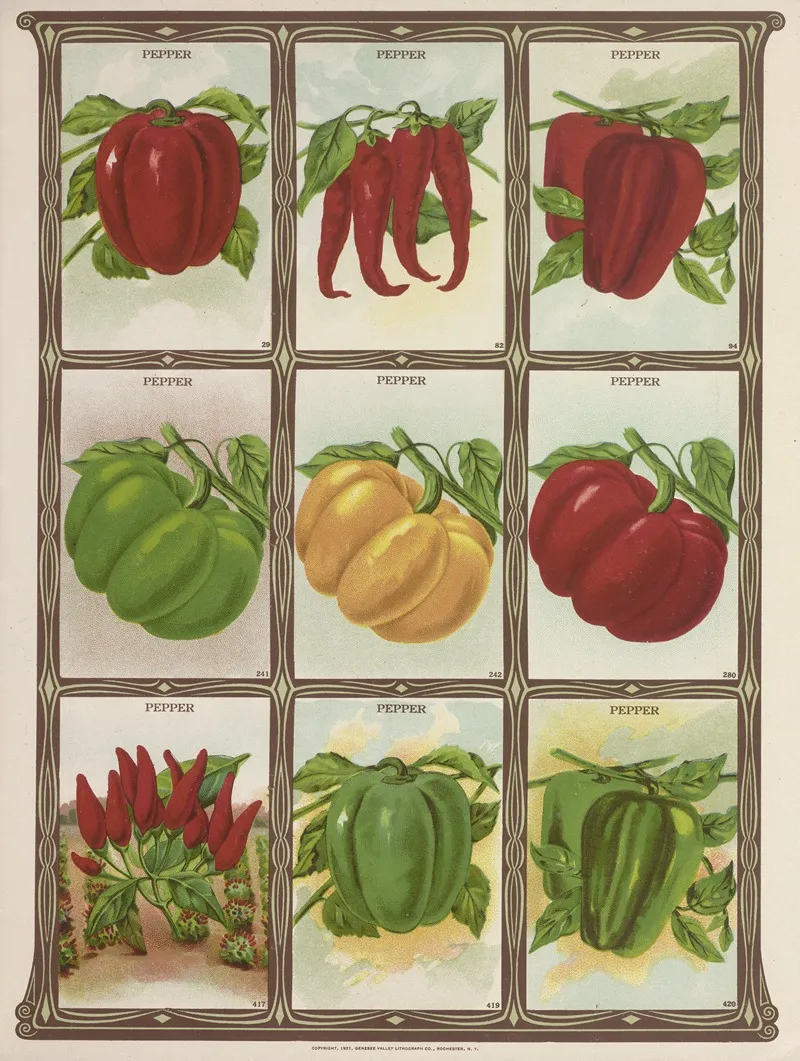 Pepper Wall Art by Genesee Valley Lithograph Co. - High-Resolution Digital Print