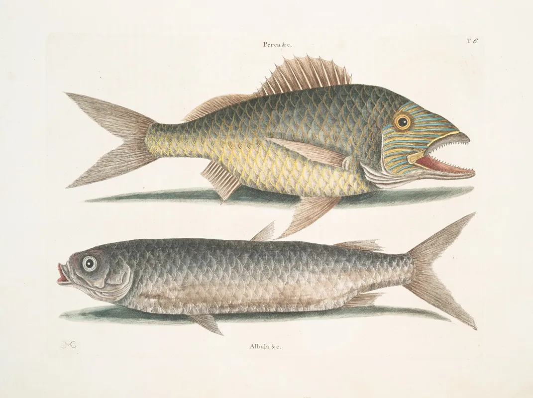 Perca Albula Bahamensis The Mullet Wall Art by Mark Catesby - High-Resolution Digital Print