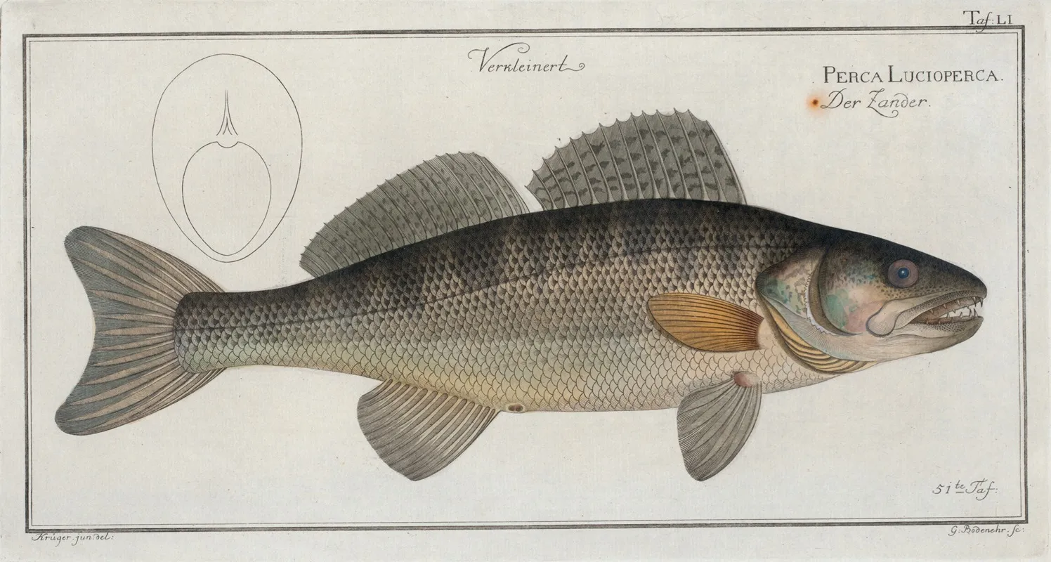 Perca Lucioperca The Picke Perch Wall Art by Marcus Elieser Bloch - High-Resolution Digital Print