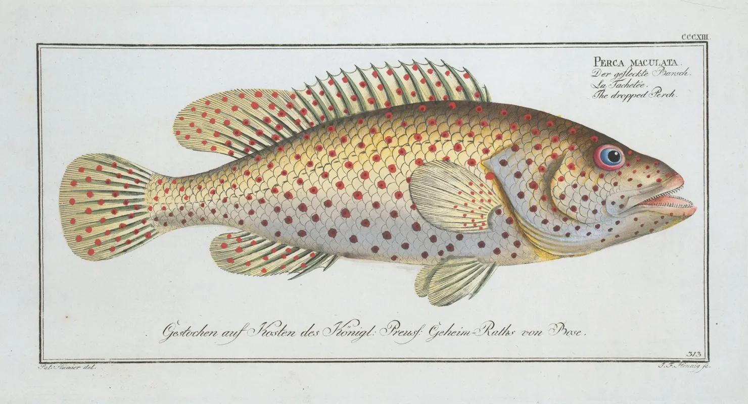 Perca Maculata The Dropped Perch Wall Art by Marcus Elieser Bloch - High-Resolution Digital Print