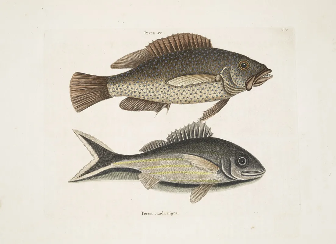 Perca Perca Cauda Nigra The Black Tail Wall Art by Mark Catesby - High-Resolution Digital Print