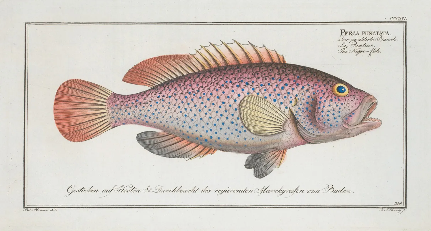 Perca Punctata The Negro Fish Wall Art by Marcus Elieser Bloch - High-Resolution Digital Print