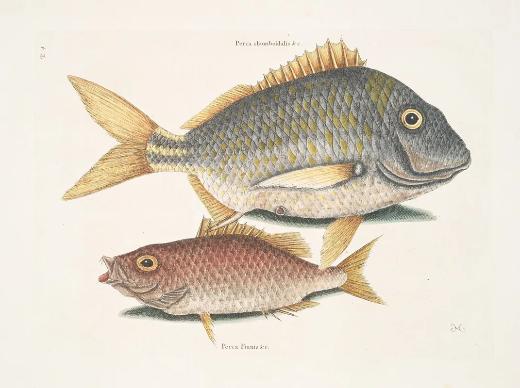 Perca Rhomboidalis Perca Piunis Pinnis C The Schoolmaster Wall Art by Mark Catesby - High-Resolution Digital Print