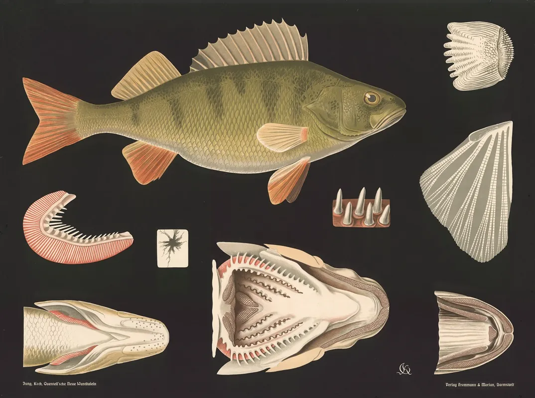 Perch Perca Fluviatilis Wall Art by Gottlieb von Koch - High-Resolution Digital Print