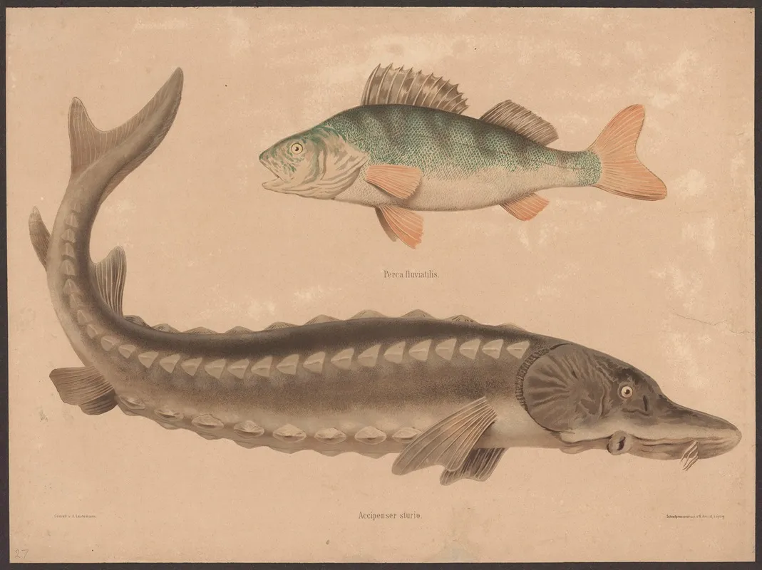 Perch Perea Fluviatilis Sea Sturgeon Accipenser Sturio Wall Art by Friedrich Specht - High-Resolution Digital Print