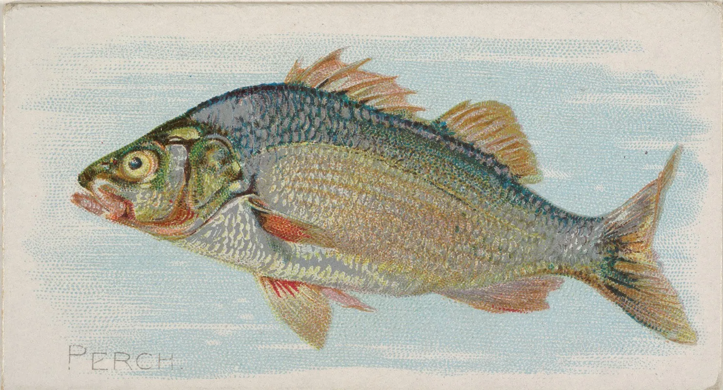 Perch Wall Art by Allen &amp; Ginter - High-Resolution Digital Print