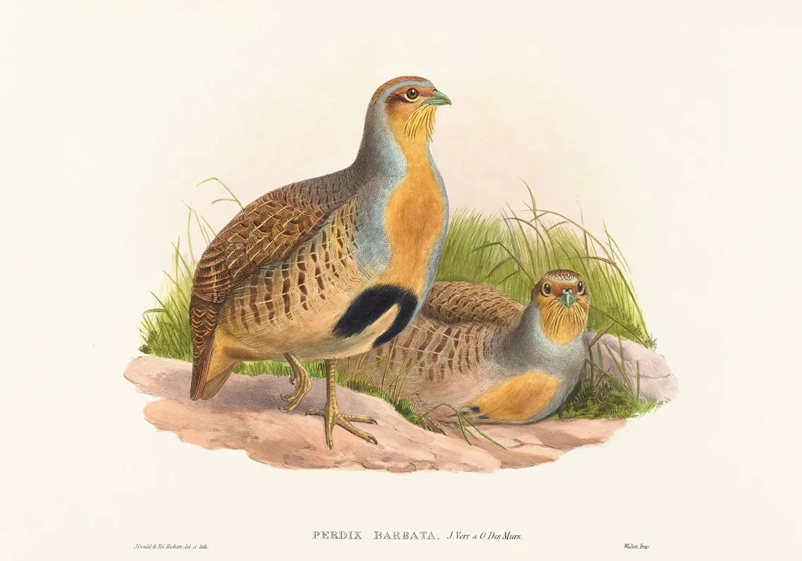 Perdix Barbata Daurian Partridge Wall Art by John Gould - High-Resolution Digital Print