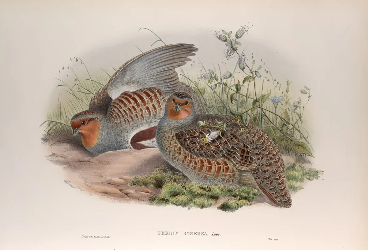 Perdix Cinerea Partridge Wall Art by John Gould - High-Resolution Digital Print