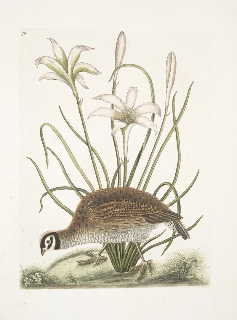 Perdix Sylvestris Virginiana The American Partridge Lilio Narcissus Virginiensis The Attamusco Lily Wall Art by Mark Catesby - High-Resolution Digital Print