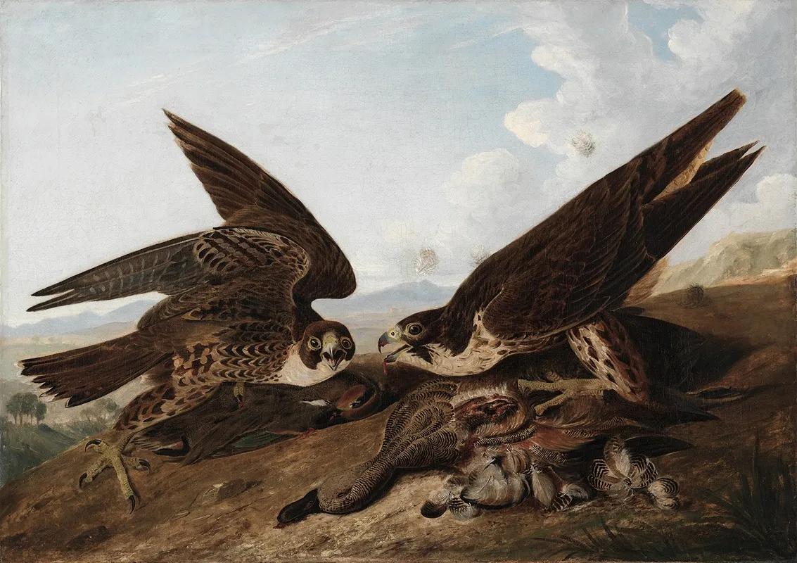 Peregrine Falcons Duck Hawks Wall Art by John James Audubon - High-Resolution Digital Print