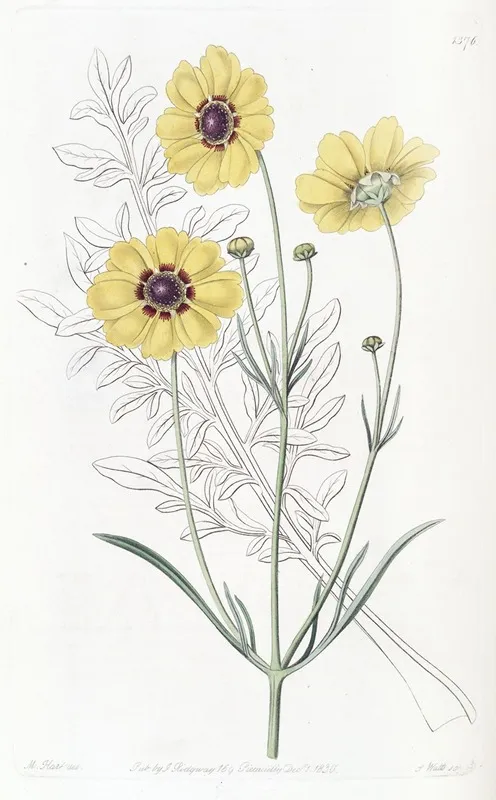 Perennial Dyers Coreopsis Wall Art by Sydenham Edwards - High-Resolution Digital Print