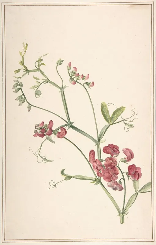 Perennial Pea Wall Art by Jan Jansz. van der Vinne - High-Resolution Digital Print