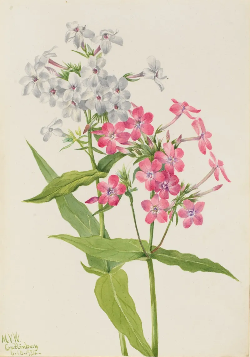 Perennial Phlox Phlox Paniculata