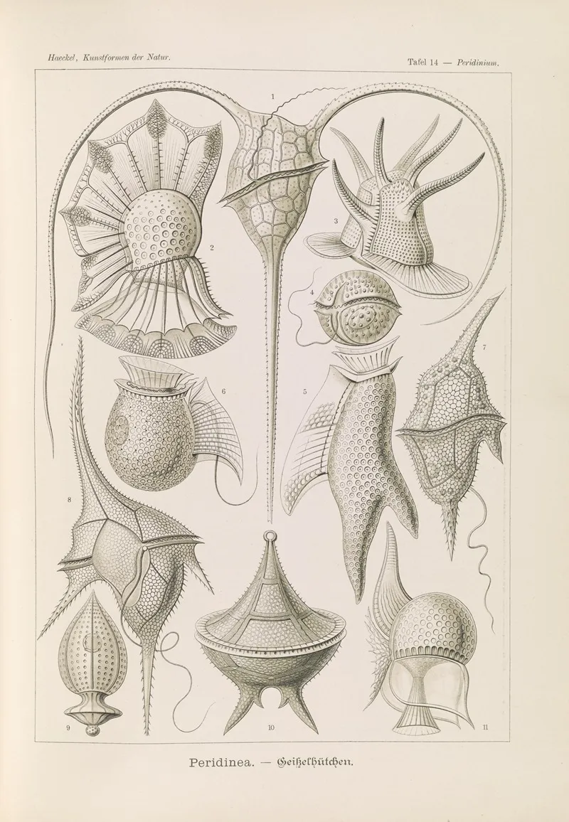 Peridinea Geikelhutchen Wall Art by Ernst Haeckel - High-Resolution Digital Print