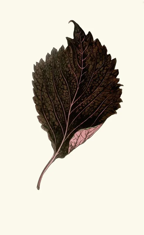 Perilla Nankinensis Wall Art by Edward Joseph Lowe - High-Resolution Digital Print