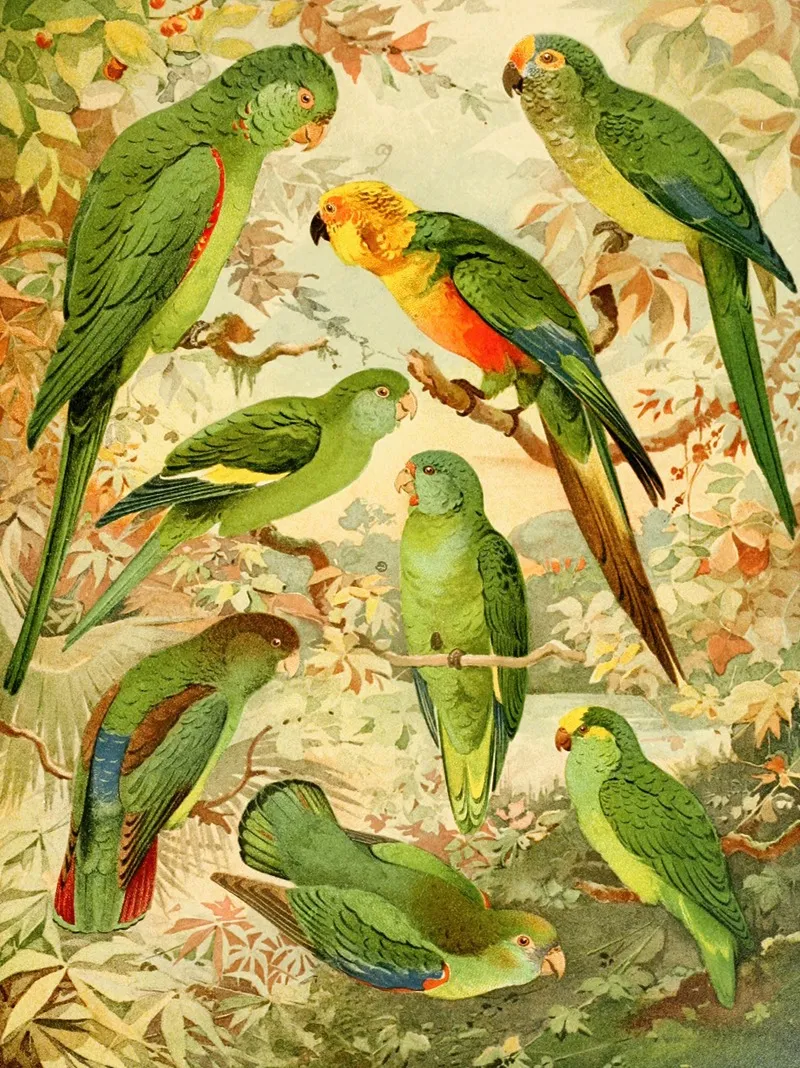 Periquitos Wall Art by Emil August Göldi - High-Resolution Digital Print