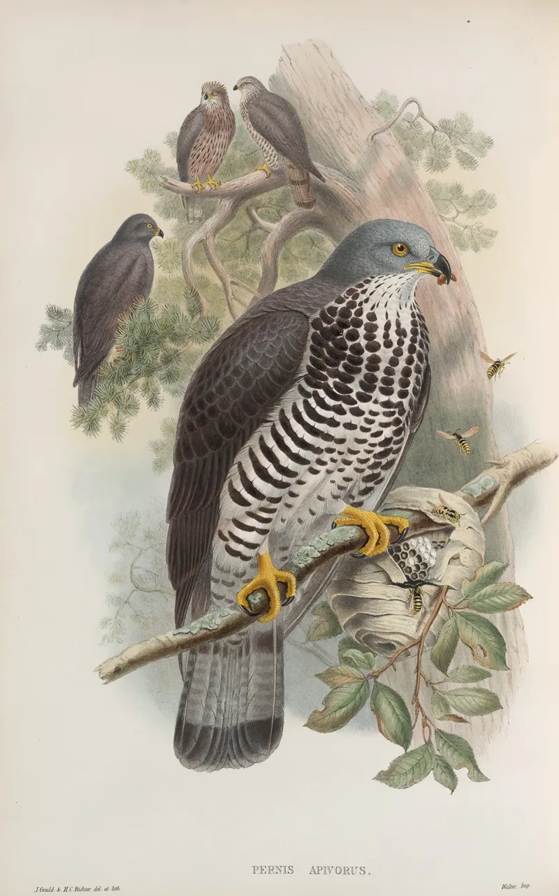 Pernis Apivorus Honey Buzzard Wall Art by John Gould - High-Resolution Digital Print