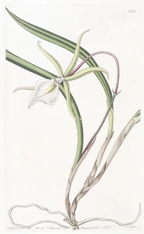 Perrins Brasavola Wall Art by Sydenham Edwards - High-Resolution Digital Print