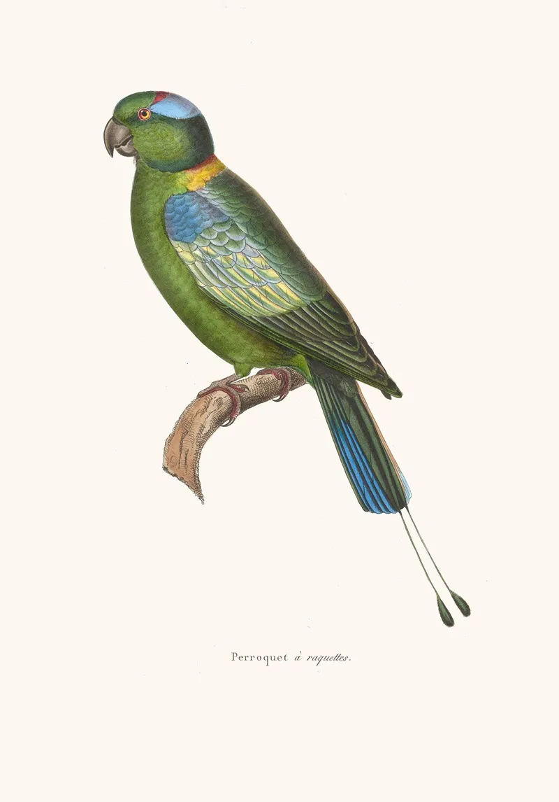 Perroquet A Raquettes Wall Art by Coenraad Jacob Temminck - High-Resolution Digital Print