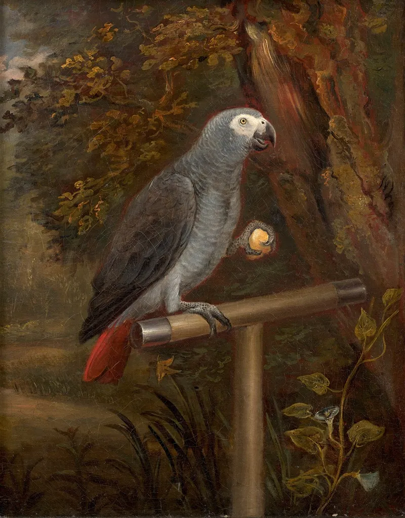 Perroquet Gris Du Gabon Sur Un Perchoir