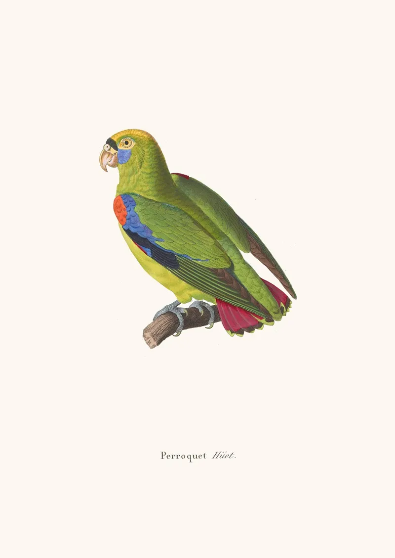 Perroquet Huet Wall Art by Coenraad Jacob Temminck - High-Resolution Digital Print