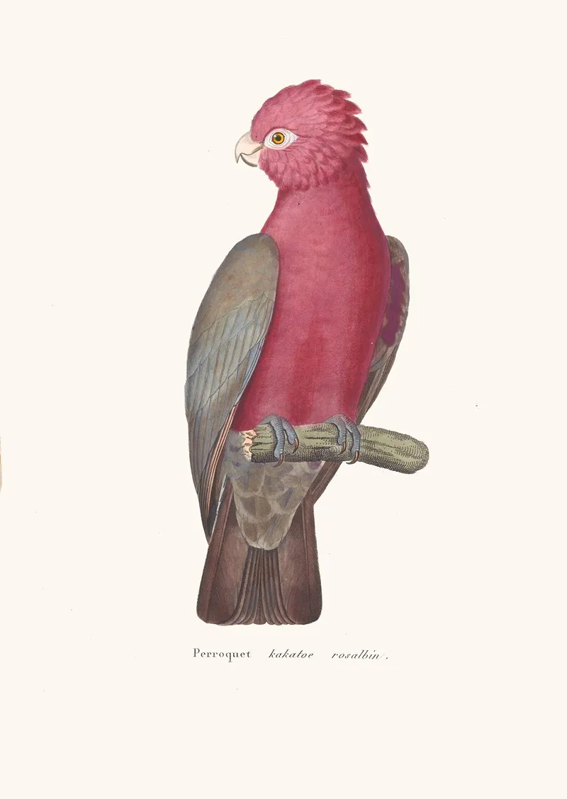 Perroquet Kakatoe Rosalbin Wall Art by Coenraad Jacob Temminck - High-Resolution Digital Print
