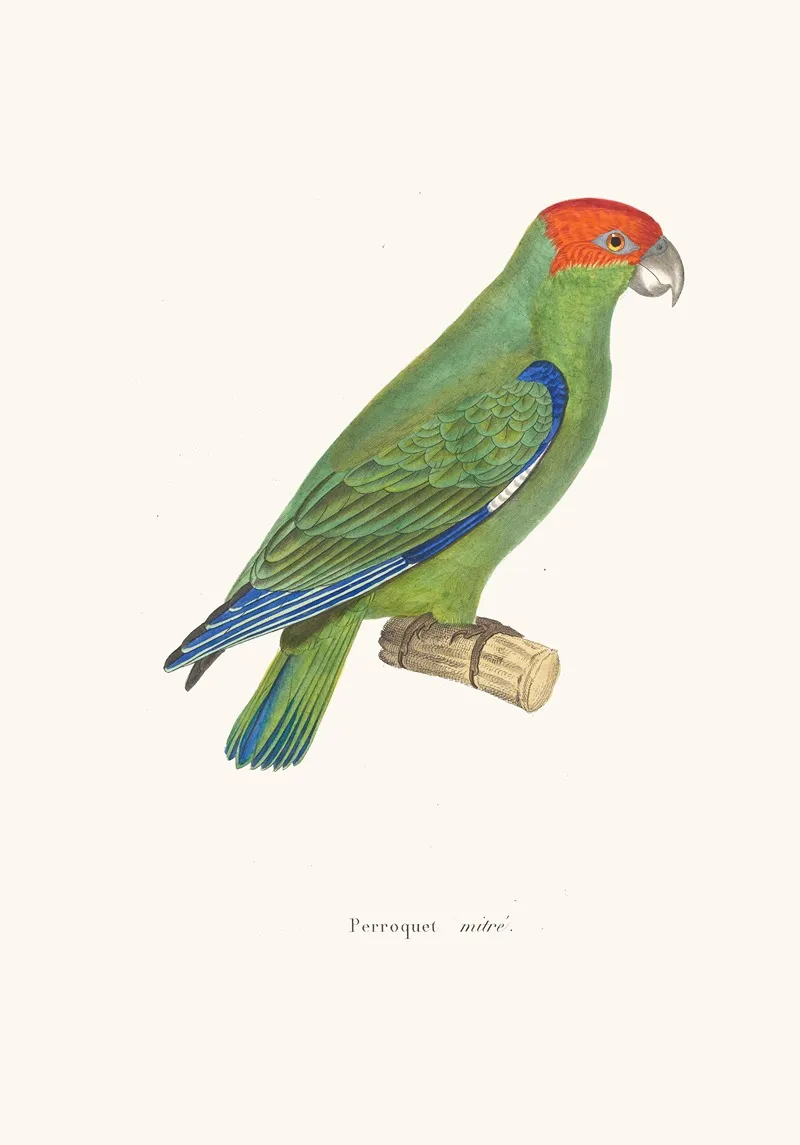 Perroquet Mitre Wall Art by Coenraad Jacob Temminck - High-Resolution Digital Print