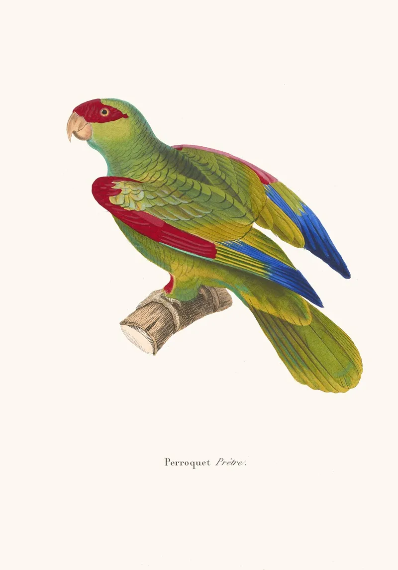 Perroquet Pretre Wall Art by Coenraad Jacob Temminck - High-Resolution Digital Print