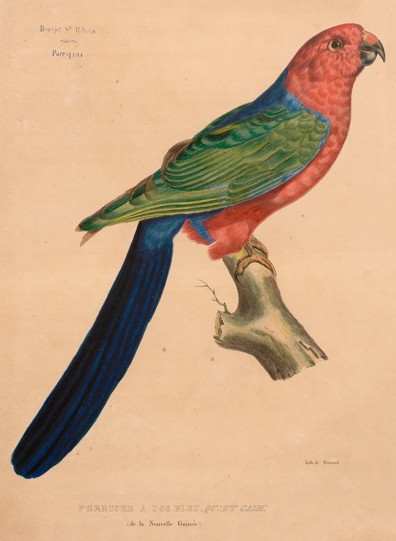 Perruche A Dos Bleu Qu Et Gaim De La Nouvelle Guinee Wall Art by Jacques Christophe Werner - High-Resolution Digital Print