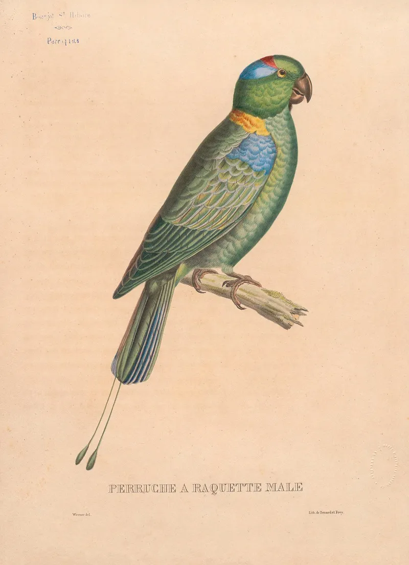 Perruche A Raquette Male Wall Art by Jacques Christophe Werner - High-Resolution Digital Print