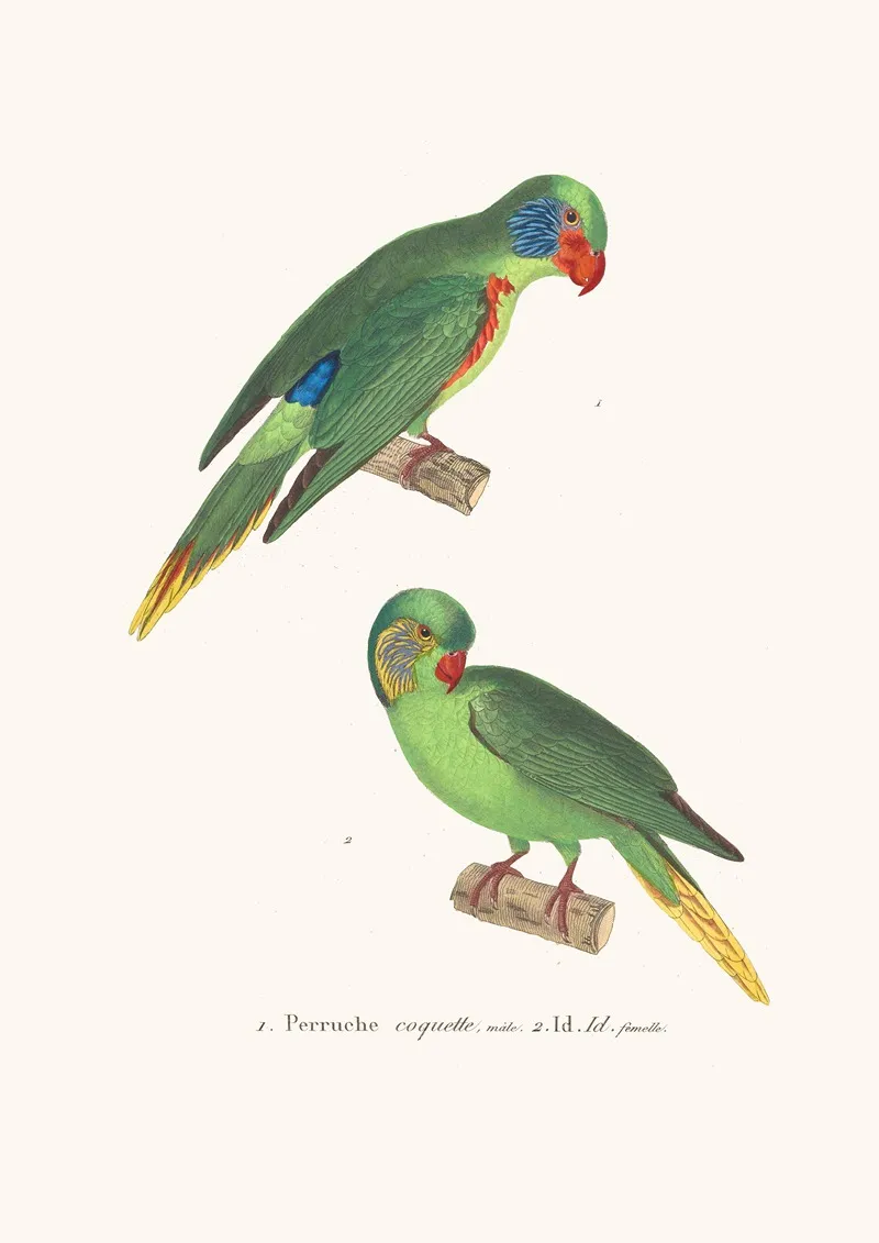 Perruche Coquette Wall Art by Coenraad Jacob Temminck - High-Resolution Digital Print