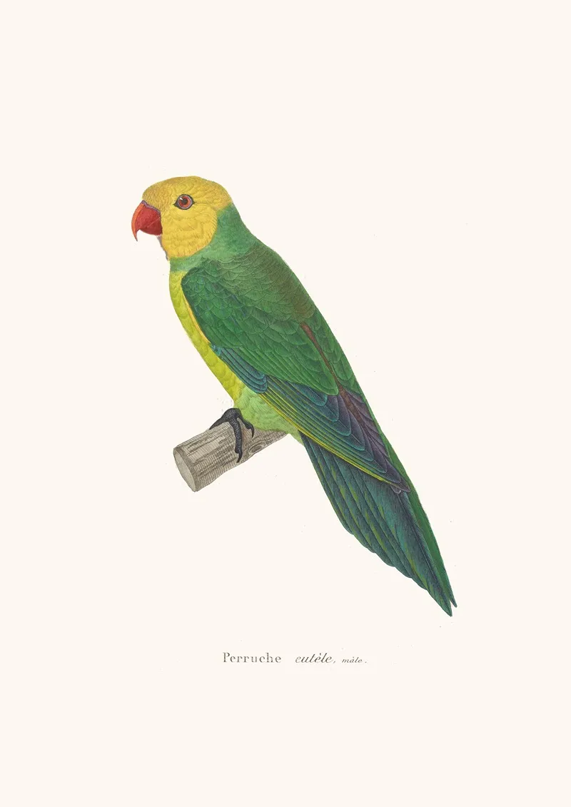 Perruche Eutele Wall Art by Coenraad Jacob Temminck - High-Resolution Digital Print