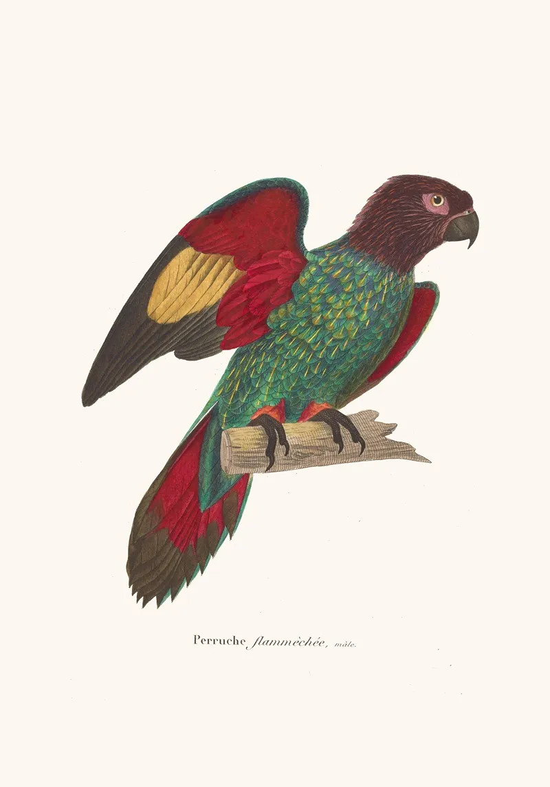 Perruche Flammechee Wall Art by Coenraad Jacob Temminck - High-Resolution Digital Print
