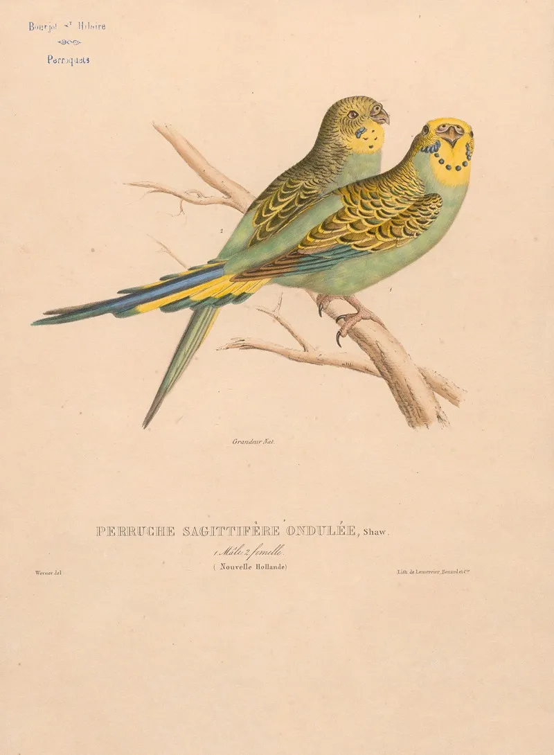 Perruche Sagittifere Ondulee Shaw Male Et Femelle Nouvelle Hollande Wall Art by Jacques Christophe Werner - High-Resolution Digital Print
