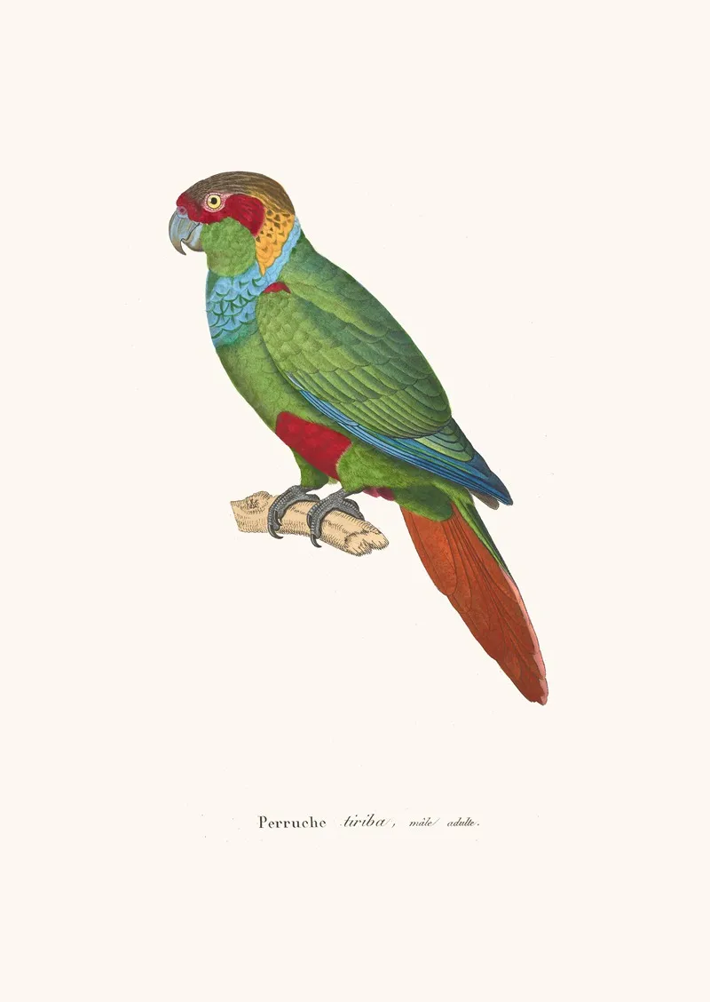 Perruche Tiriba Wall Art by Coenraad Jacob Temminck - High-Resolution Digital Print
