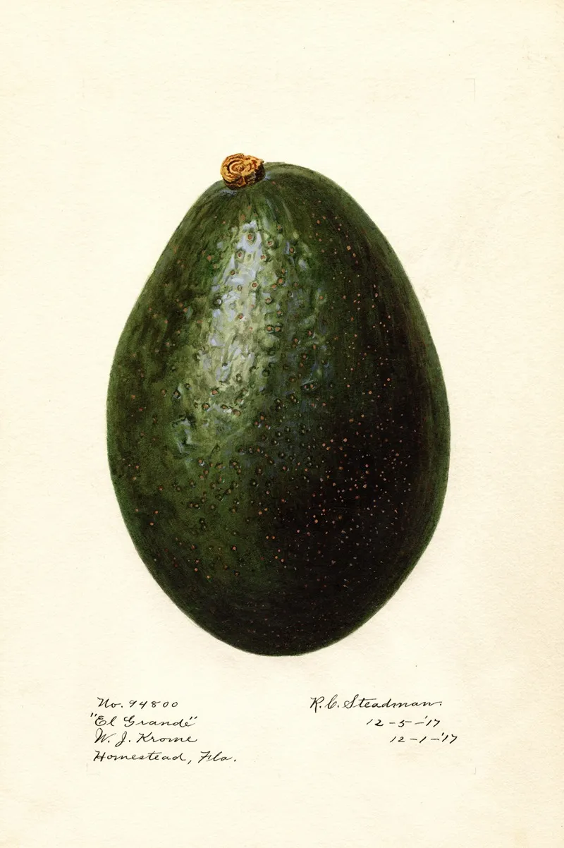 Persea El Grande Wall Art by Royal Charles Steadman - High-Resolution Digital Print