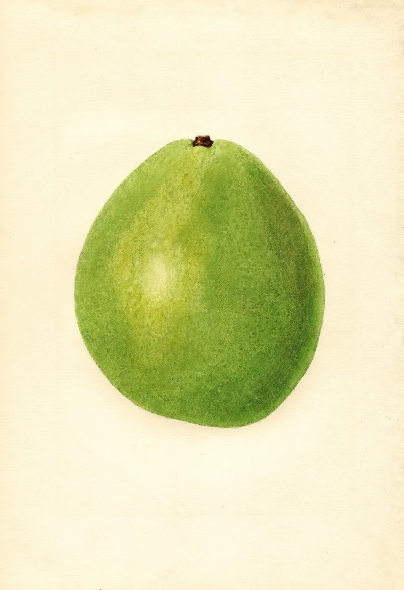 Persea Waldin 2 Wall Art by James Marion Shull - High-Resolution Digital Print