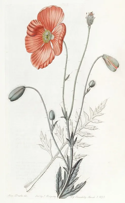 Persian Poppy Wall Art by Sydenham Edwards - High-Resolution Digital Print