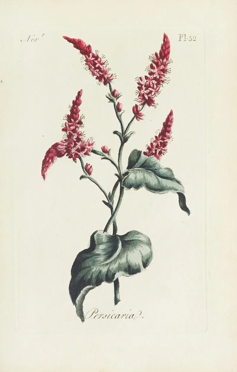Persicaria Wall Art by Carington Bowles - High-Resolution Digital Print