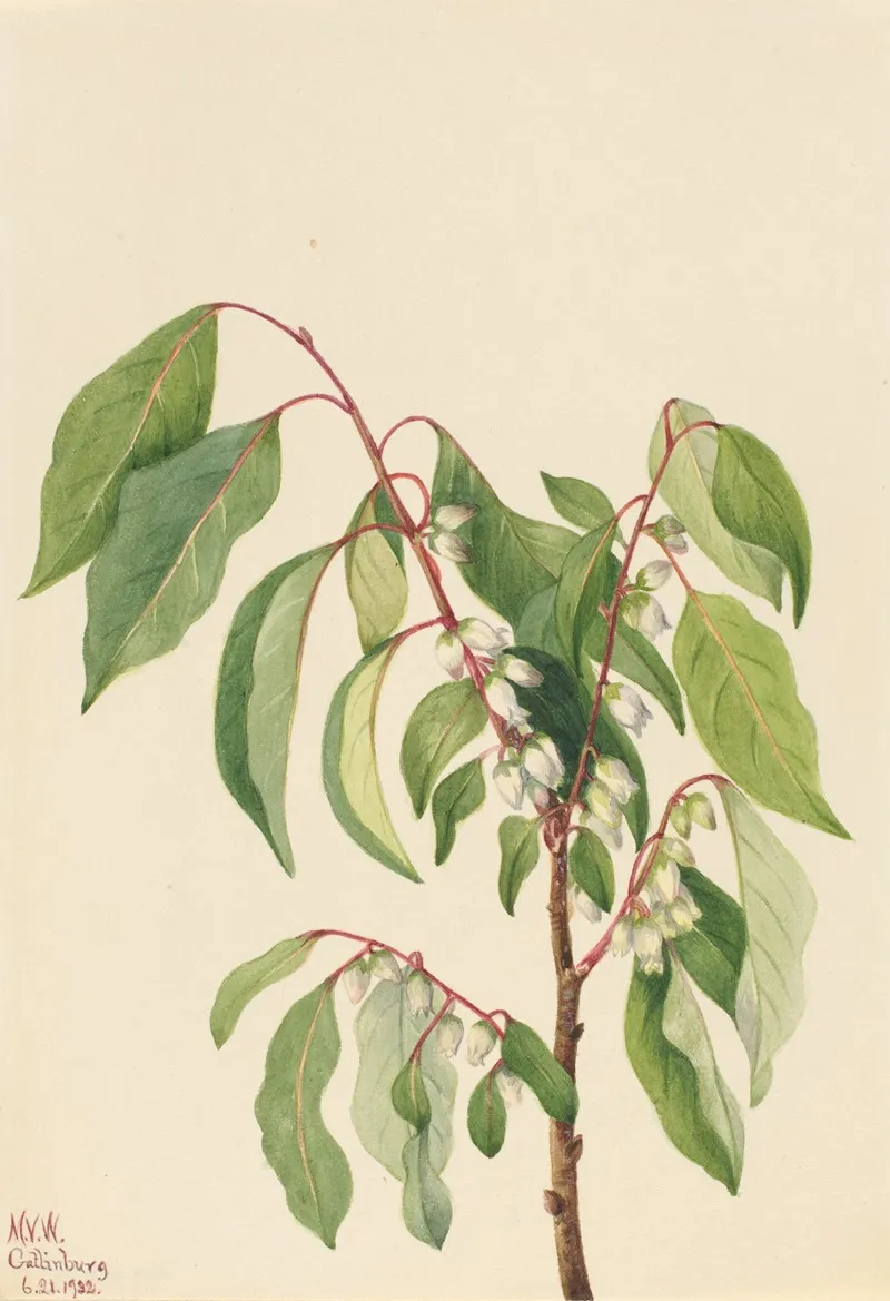Persimmon Diospyros Virginiana 2