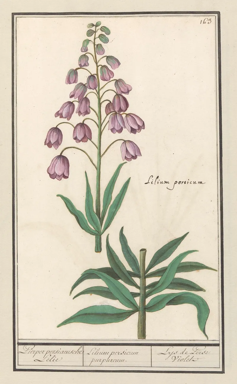 Perzische Lelie Fritillaria Persica Purper Persiaensche Lelie Lilium Persicum Purpureum Lys De Perse Violet Wall Art by Anselmus Boëtius de Boodt - High-Resolution Digital Print
