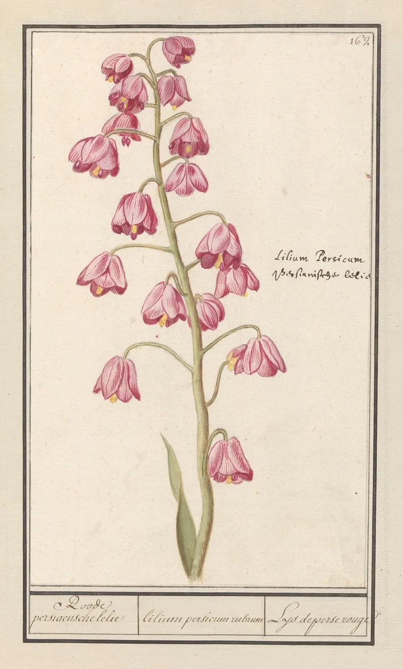 Perzische Lelie Fritillaria Persica Roode Persiaensche Lelie Lilium Persicum Rubrum Lys De Perse Rouge Wall Art by Anselmus Boëtius de Boodt - High-Resolution Digital Print