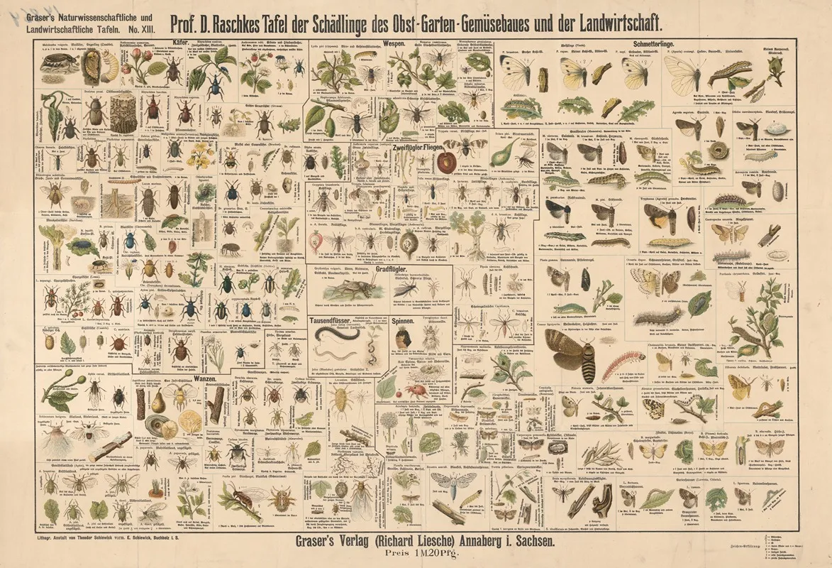 Pests Affecting Fruit And Vegetable Cultivation Wall Art by E. Schiewick - High-Resolution Digital Print