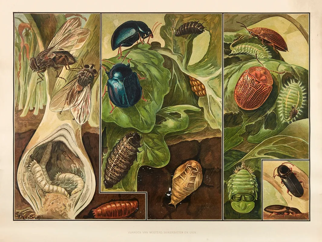 Pests Of Mustard Sugar Beets And Onions Wall Art by Wilhelmus Karel de Bruin - High-Resolution Digital Print