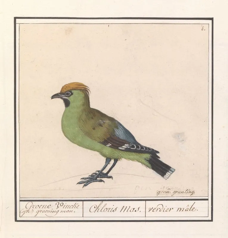 Pestvogel Bombycilla Garrulus 2 Wall Art by Anselmus Boëtius de Boodt - High-Resolution Digital Print