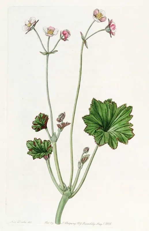 Petaled Begonia Wall Art by Sydenham Edwards - High-Resolution Digital Print