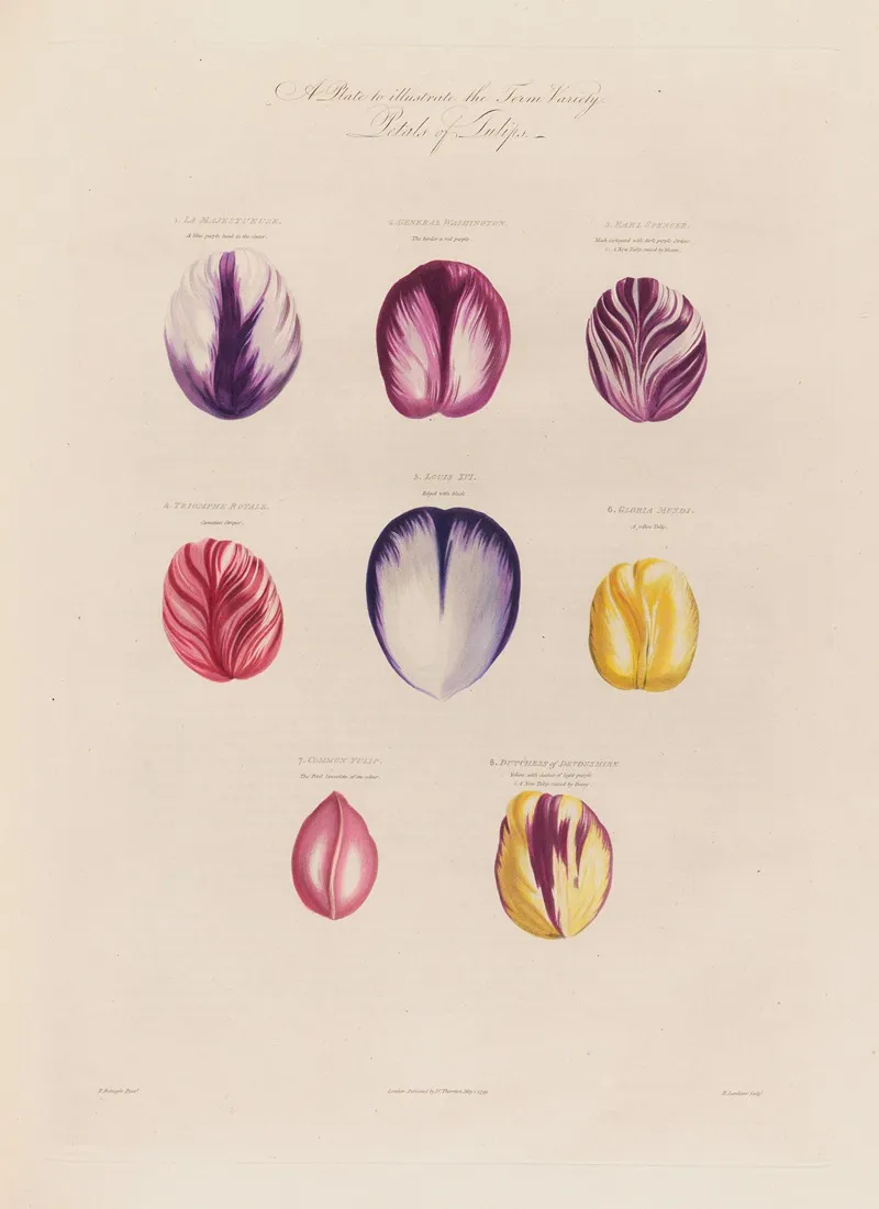 Petals Of Tulips Wall Art by Robert John Thornton - High-Resolution Digital Print