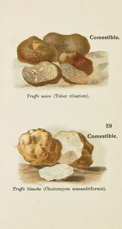 Petit Atlas Des Champignons Pl 1 Wall Art by Delachaux &amp; Niestlé - High-Resolution Digital Print